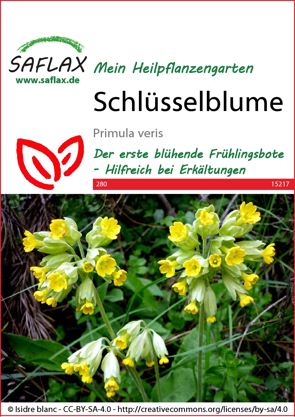 Schlüsselblume | Heilpflanzensamen Von Saflax 3 Schlüsselblume | Heilpflanzensamen Von Saflax