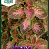 Buntnessel Wizard Coral Sunrise | Thymiansamen Von Nelson Garden -Compo Verkäufe 552241 Jamaika Thymian Wizard Coral Sunrise 94261A ng 0