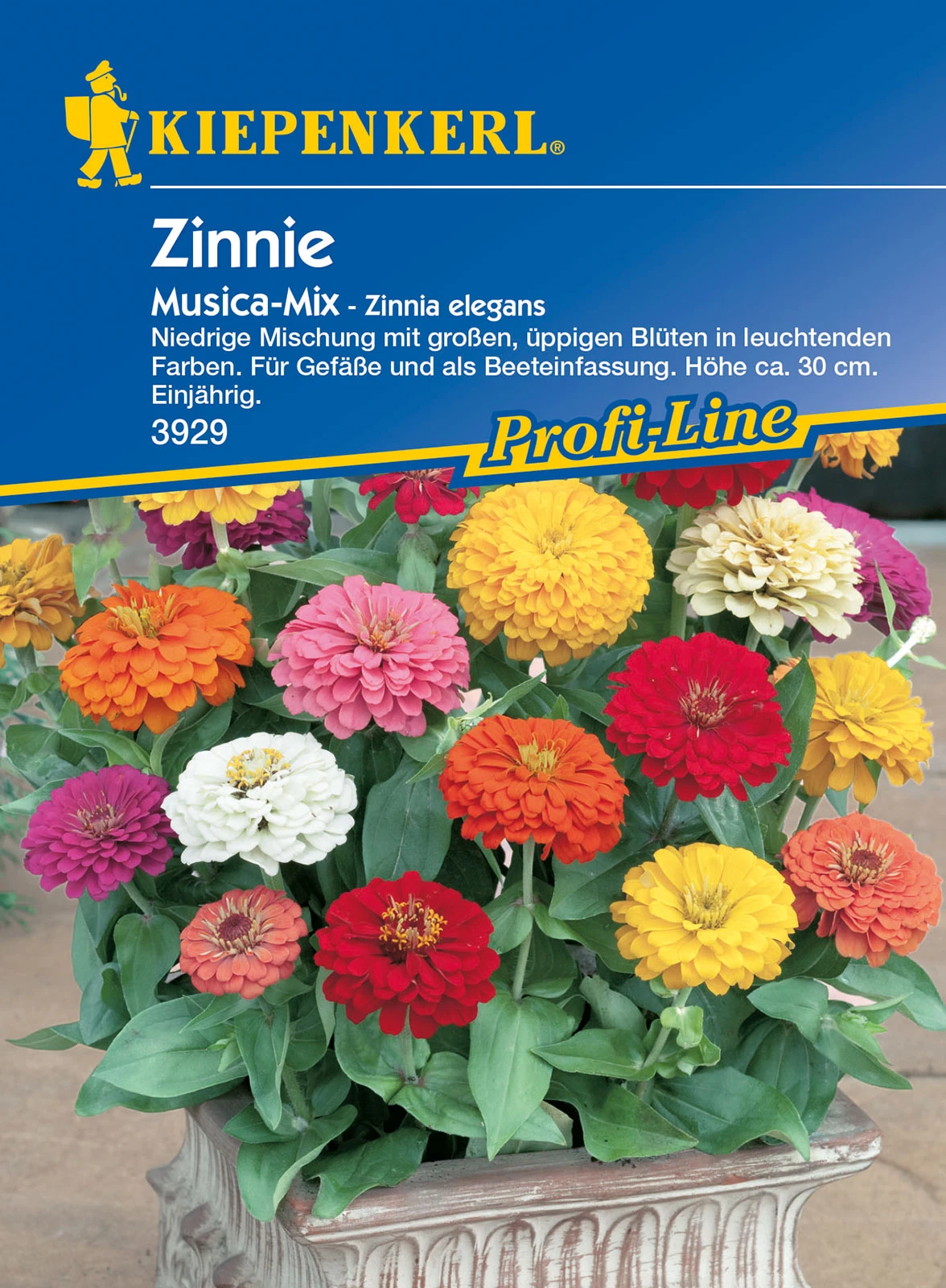 Zinnie Musica | Zinniensamen Von Kiepenkerl 3 Zinnie Musica | Zinniensamen Von Kiepenkerl