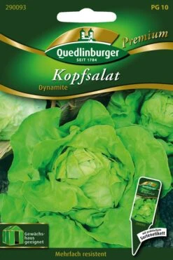 Kopfsalat Dynamite | Kopfsalatsamen Von Quedlinburger