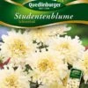 Studentenblumen Schneeball | Studentenblumensamen Von Quedlinburger 1 Studentenblumen Schneeball | Studentenblumensamen Von Quedlinburger -Compo Verkäufe 532194 Studentenblumen Schneeball von Quedlinburge
