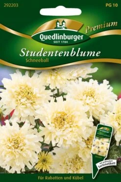 Studentenblumen Schneeball | Studentenblumensamen Von Quedlinburger