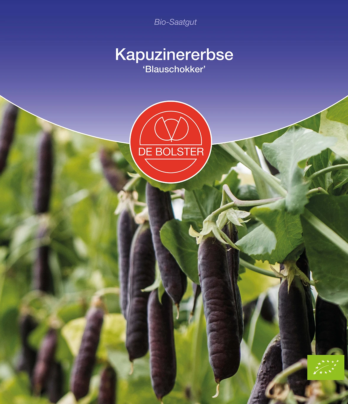 Kapuzinererbse Blauschokker | BIO Erbsensamen Von De Bolster 4 Kapuzinererbse Blauschokker | BIO Erbsensamen Von De Bolster – Bild 2