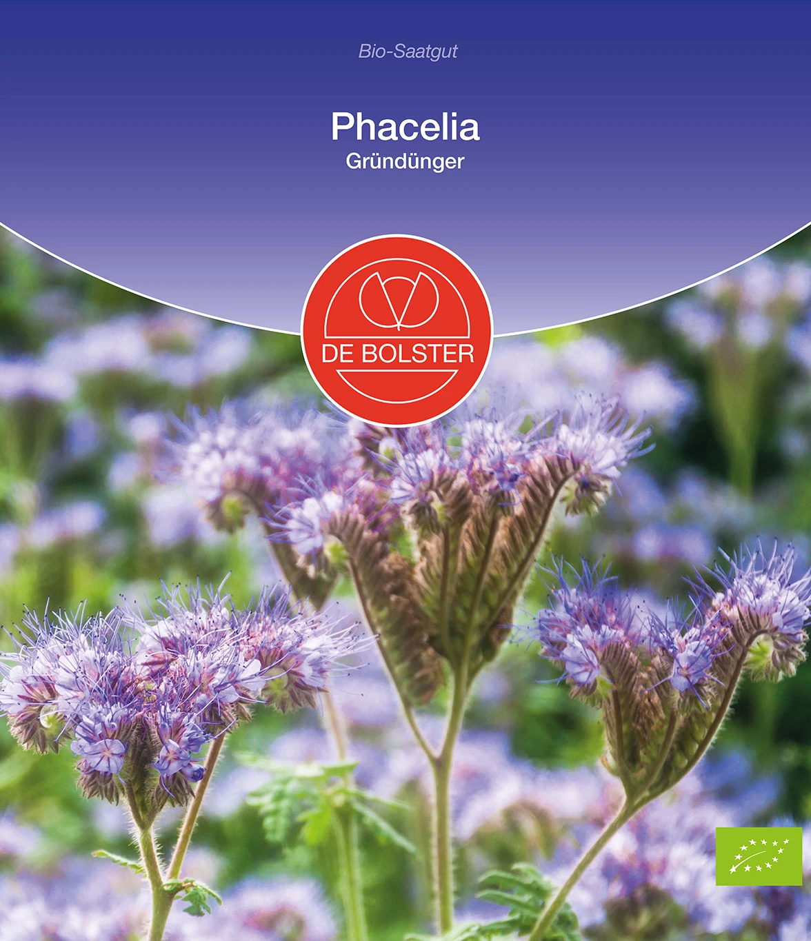 Phacelia Gründünger | BIO Phaceliasamen Von De Bolster 4 Phacelia Gründünger | BIO Phaceliasamen Von De Bolster – Bild 2