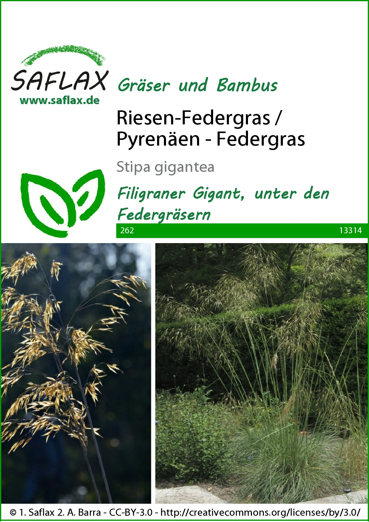 Riesen-Federgras (Pyrenäen-Federgras) | Gräsersamen Von Saflax 3 Riesen-Federgras (Pyrenäen-Federgras) | Gräsersamen Von Saflax