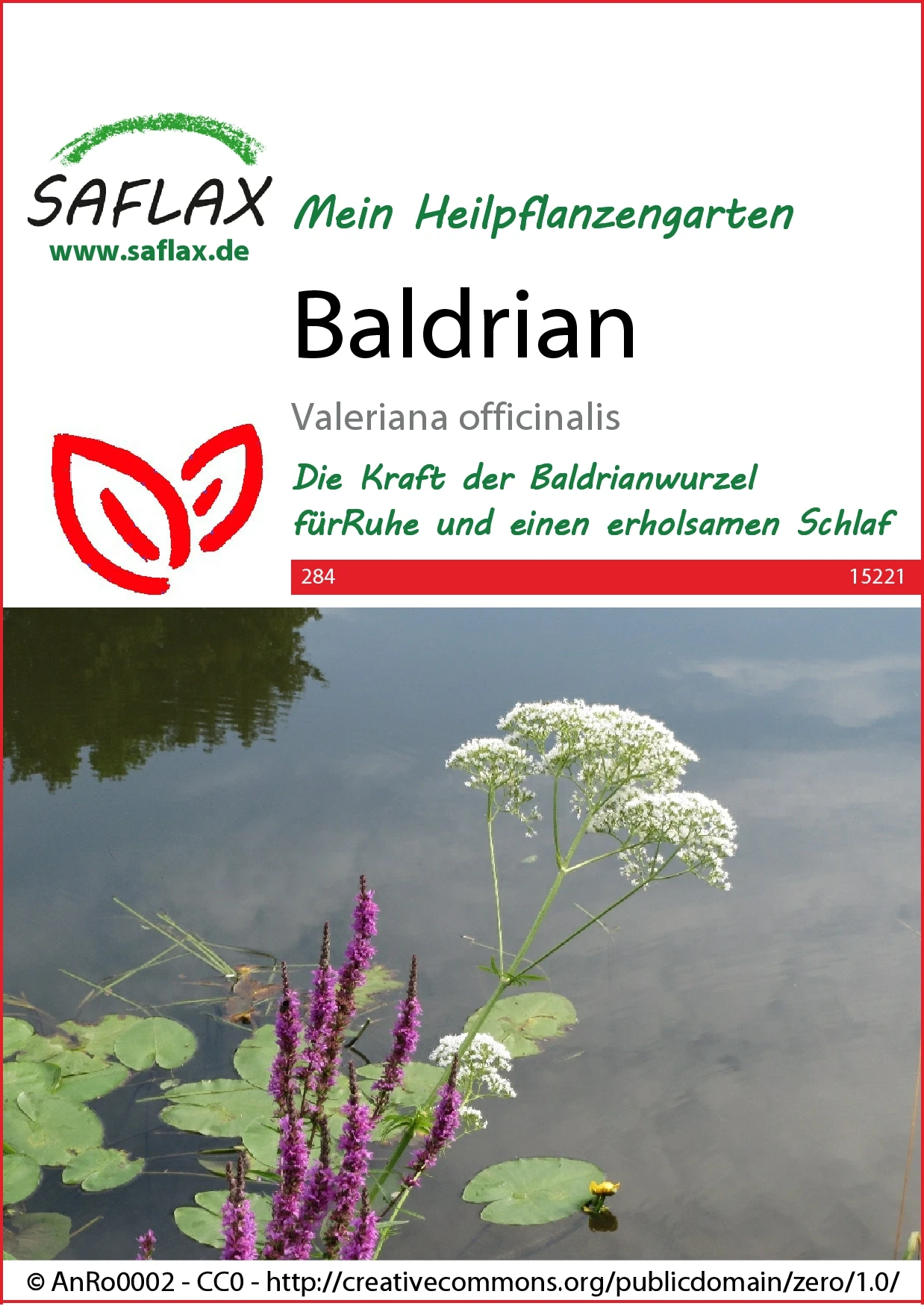 Baldrian | Heilpflanzensamen Von Saflax 4 Baldrian | Heilpflanzensamen Von Saflax – Bild 2