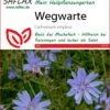 Wegwarte | Heilpflanzensamen Von Saflax