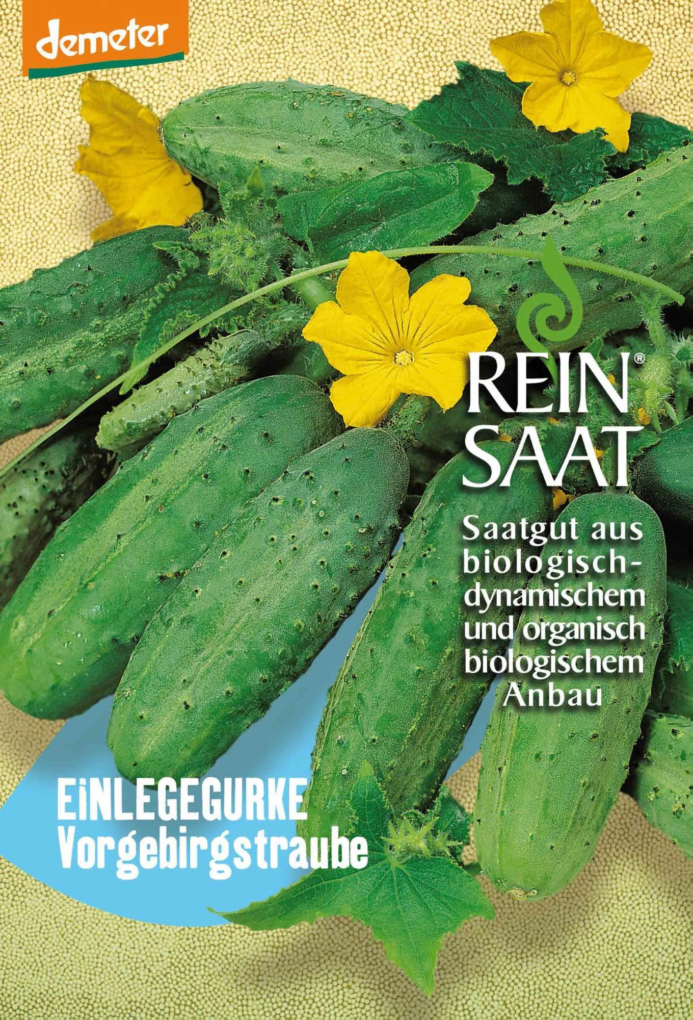 Einlegegurke Vorgebirgstraube | BIO Einlegegurkensamen Von Reinsaat 3 Einlegegurke Vorgebirgstraube | BIO Einlegegurkensamen Von Reinsaat