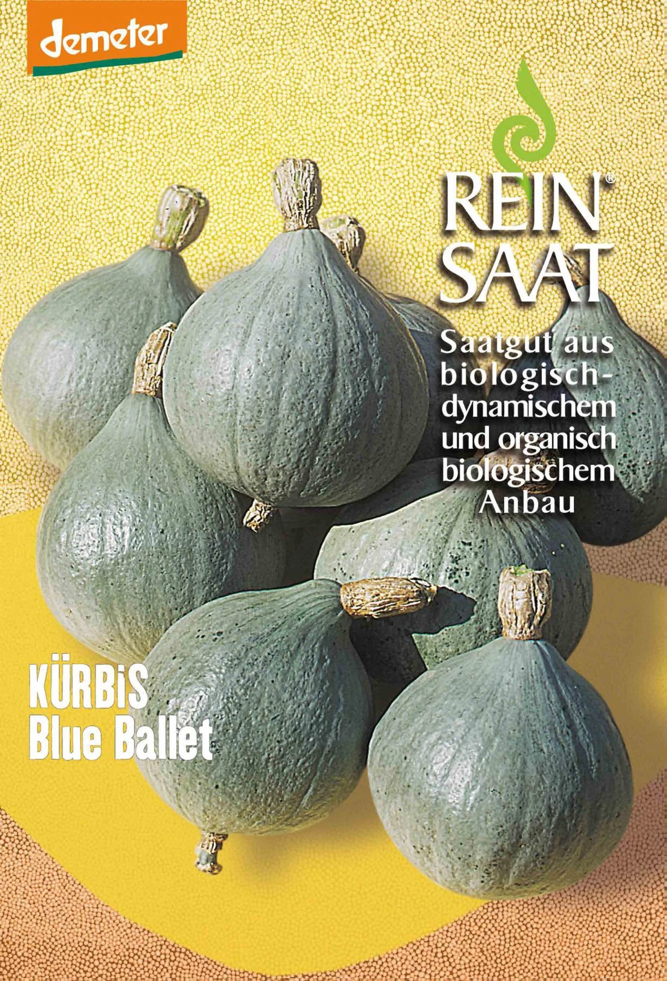 Kürbis Blue Ballet | BIO Kürbissamen Von Reinsaat 3 Kürbis Blue Ballet | BIO Kürbissamen Von Reinsaat