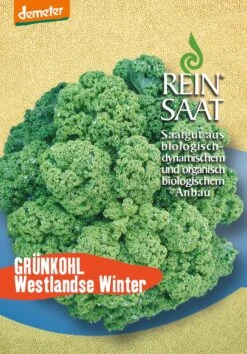 Grünkohl Westlandse Winter | BIO Grünkohlsamen Von Reinsaat