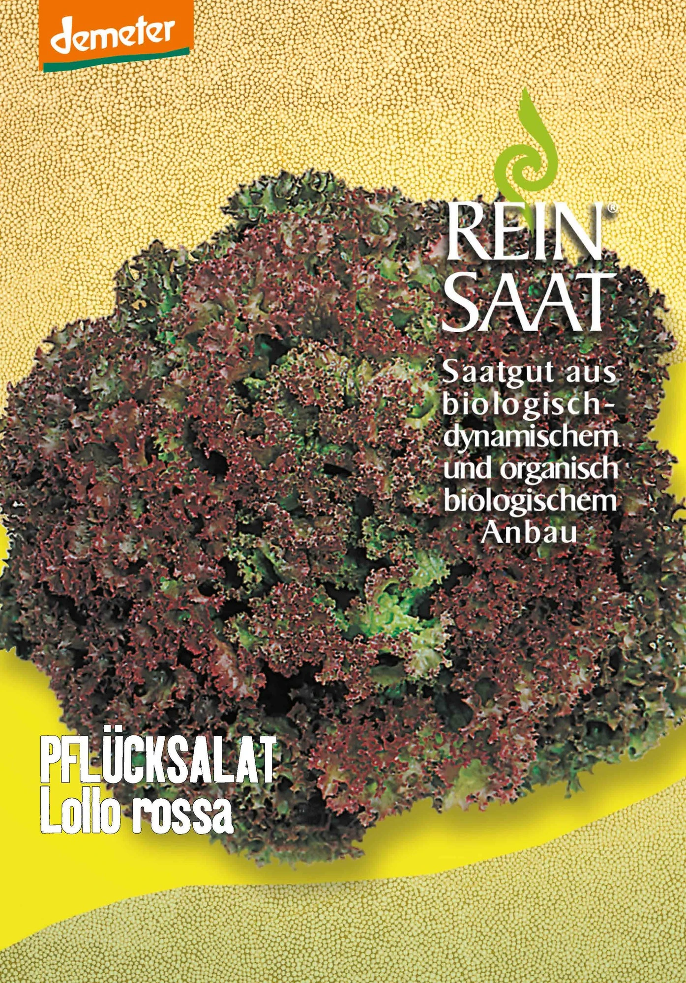 Pflücksalat Lollo Rossa | BIO Pflücksalatsamen Von Reinsaat 3 Pflücksalat Lollo Rossa | BIO Pflücksalatsamen Von Reinsaat