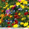 Blumenwiese Werratal (1 Kg) | Insektenwiese Von Küpper 1 Blumenwiese Werratal (1 Kg) | Insektenwiese Von Küpper -Compo Verkäufe 537926 Werratal 1 kg