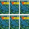 Vergissmeinnicht 10er Pack | Vergissmeinnichtsamen Von Frankonia Samen