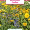 Blumenwiese Blumenteppich Chambord (100 G) | Blumensamen Von Bertrand -Compo Verkäufe 540970 Blumenwiese Blumenteppich Chambord 100 g