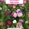 Blumenwiese Blumenteppich Magic Cosmos (100 G) | Blumensamen Von Bertrand