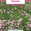 Blumenwiese Farbton Rosa (100 G) | Blumensamen Von Bertrand -Compo Verkäufe 540985 Blumenwiese Farbton Rosa 100 g