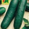 Gurke Lothar F1 | Gurkensamen Von Austrosaat -Compo Verkäufe 543063 Gurke Lothar F1