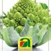 Karfiol White Gold F1 (Romanesco) | Romanescosamen Von Austrosaat -Compo Verkäufe 543086 Karfiol White Gold F1 Romanesco