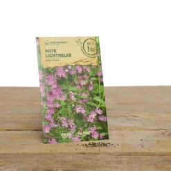 Wildblumen Set Stay Wild | BIO Wildblumensamen Von Samen Maier -Compo Verkäufe 549603 BIO Wildblumen Set Stay Wild A02 sm 1