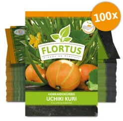 Hokkaidokürbis Uchiki Kuri (100 Stück) | Hokkaidokürbissamen Von FLORTUS 7 Hokkaidokürbis Uchiki Kuri (100 Stück) | Hokkaidokürbissamen Von FLORTUS -Compo Verkäufe 549859 Hokkaidokuerbis Uchiki Kuri 100 Stueck 2000 0476 100x 0
