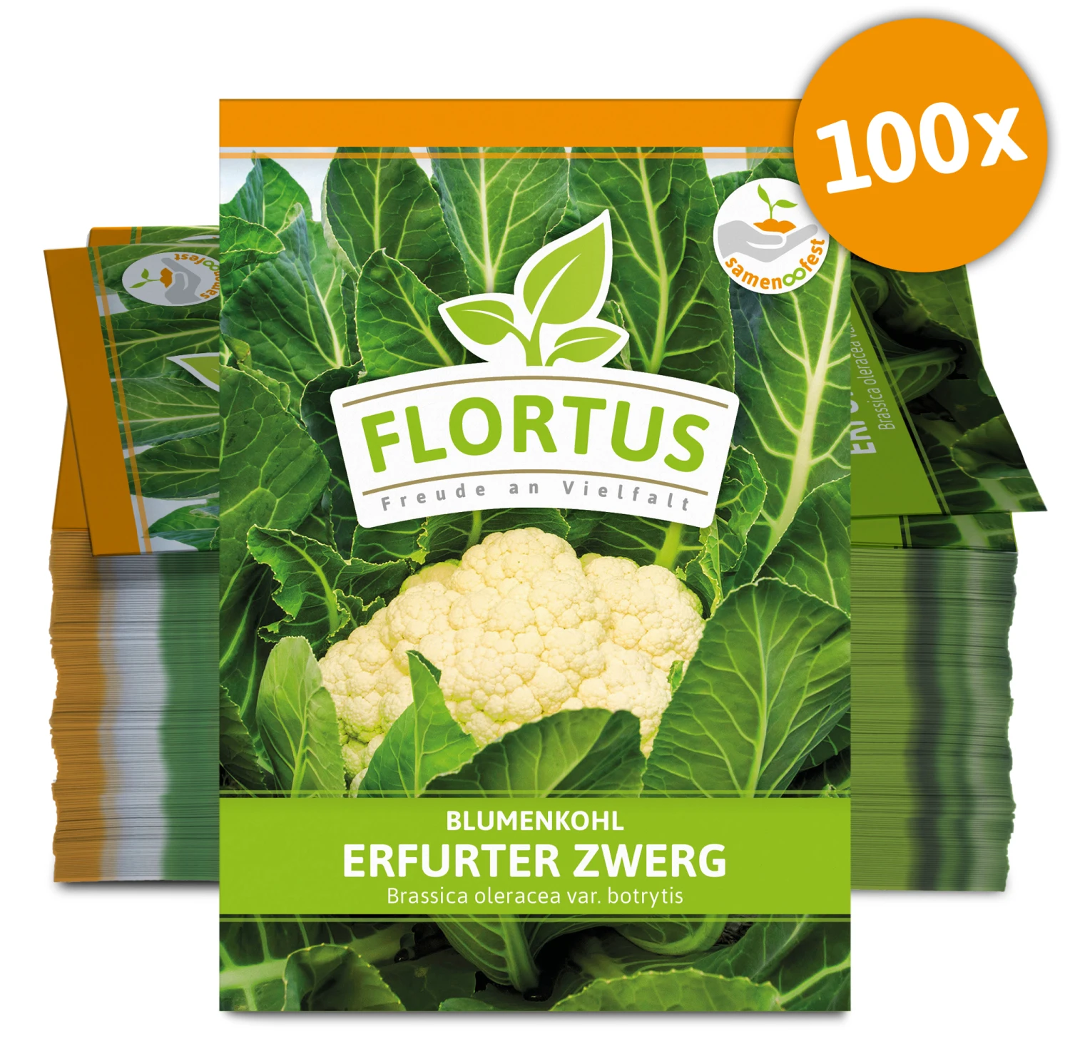 Blumenkohl Erfurter Zwerg (100 Stück) | Blumenkohlsamen Von FLORTUS 3 Blumenkohl Erfurter Zwerg (100 Stück) | Blumenkohlsamen Von FLORTUS