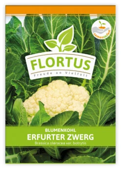 Blumenkohl Erfurter Zwerg (100 Stück) | Blumenkohlsamen Von FLORTUS 7 Blumenkohl Erfurter Zwerg (100 Stück) | Blumenkohlsamen Von FLORTUS -Compo Verkäufe 549866 Blumenkohl Erfurter Zwerg 100 Stueck 2000 0483 100x 1