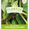 Einlegegurke Vorgebirgstrauben (100 Stück) | Einlegegurkensamen Von FLORTUS -Compo Verkäufe 549867 Einlegegurke Vorgebirgstrauben 100 Stueck 2000 0484 100x 1