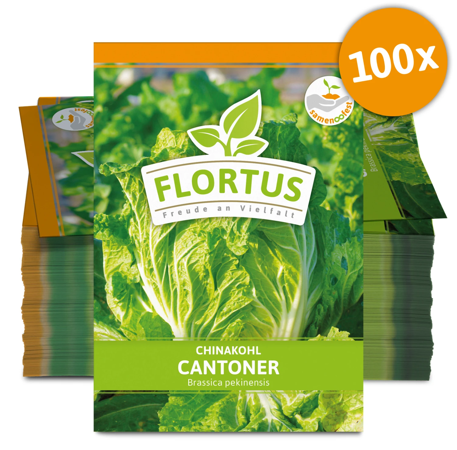 Chinakohl Cantoner (100 Stück) | Chinakohlsamen Von FLORTUS 5 Chinakohl Cantoner (100 Stück) | Chinakohlsamen Von FLORTUS – Bild 3