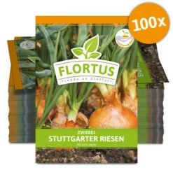 Zwiebel Stuttgarter Riesen (100 Stück) | Zwiebelsamen Von FLORTUS -Compo Verkäufe 549873 Zwiebel Stuttgarter Riesen 100 Stueck 2000 0490 100x 0