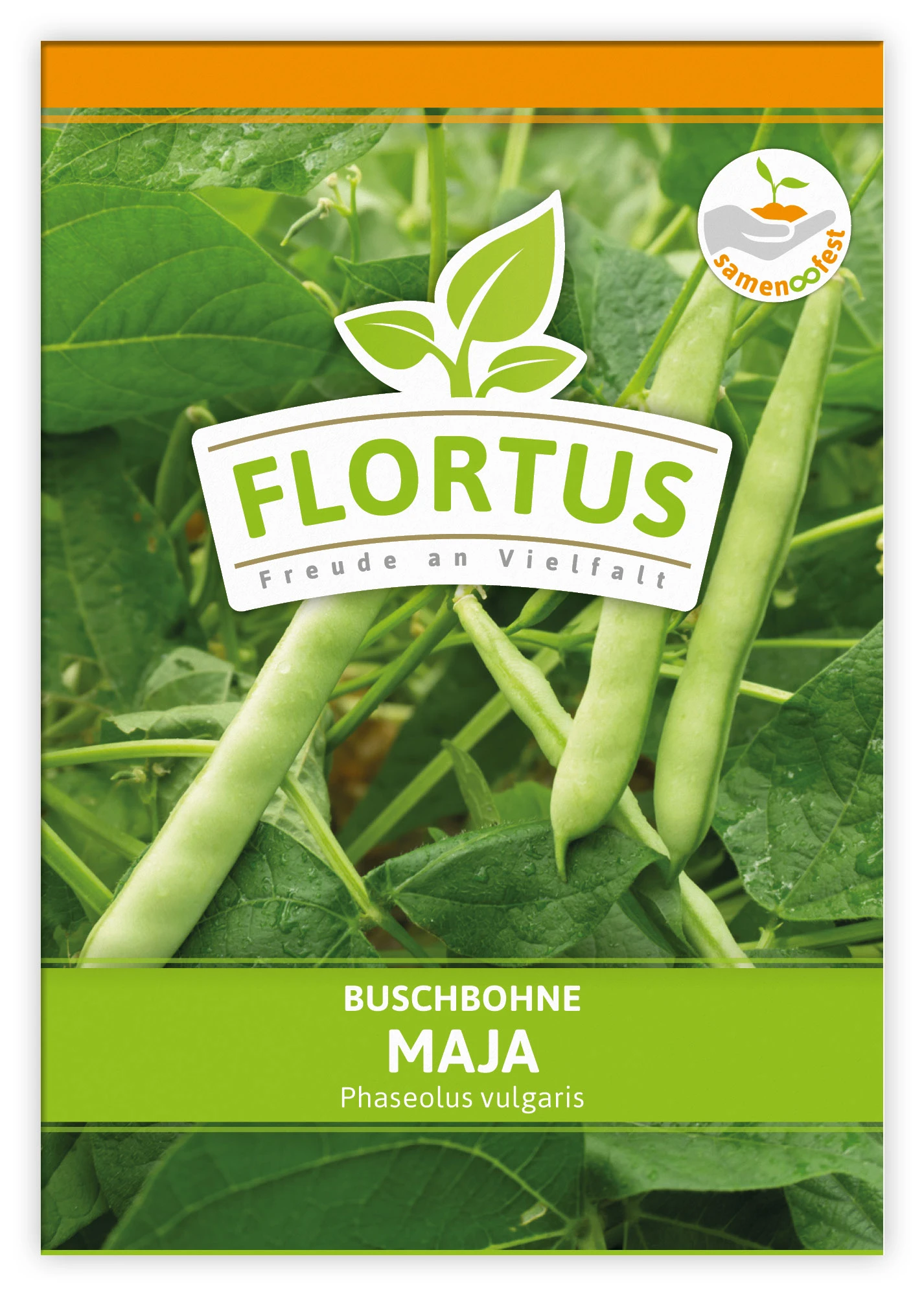 Buschbohne Maja (100 Stück) | Buschbohnensamen Von FLORTUS 4 Buschbohne Maja (100 Stück) | Buschbohnensamen Von FLORTUS – Bild 2