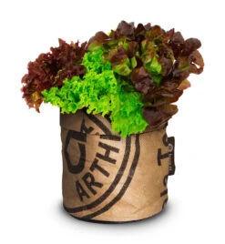 Greensquad Knackiger Salat | Anzuchtsets Von Baza -Compo Verkäufe 550260 Greensquad Knackiger Salat 18027722 bz 1