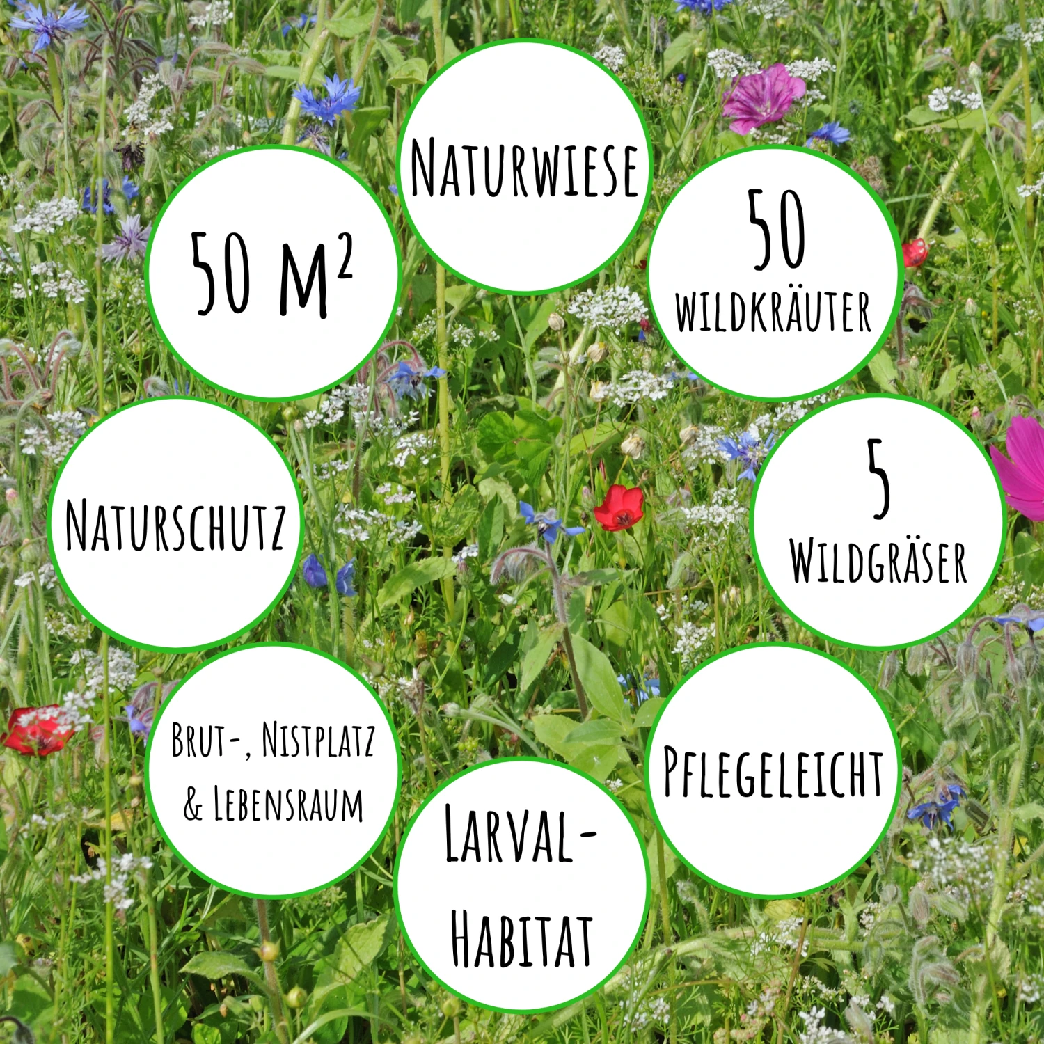 Bienenweide Mit Wildgräsern (Naturwiese) | Bienenwiese Von Biobalu 6 Bienenweide Mit Wildgräsern (Naturwiese) | Bienenwiese Von Biobalu – Bild 4