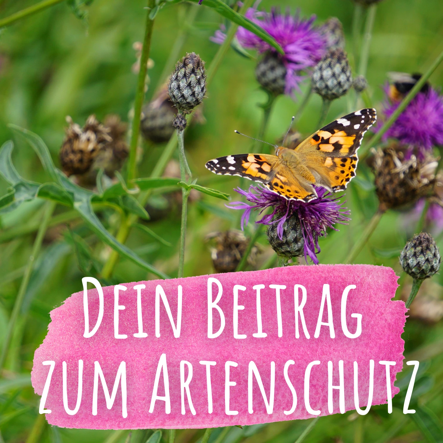 Bienenweide Mit Wildgräsern (Naturwiese) | Bienenwiese Von Biobalu 5 Bienenweide Mit Wildgräsern (Naturwiese) | Bienenwiese Von Biobalu – Bild 3