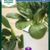 Komatsuna | Salatsamen Von Nelson Garden 2 Komatsuna | Salatsamen Von Nelson Garden -Compo Verkäufe 552131 Komatsuna 90514 ng 0
