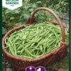 Grüne Bohne Cogito | Bohnensamen Von Nelson Garden -Compo Verkäufe 552231 Gruene Bohne Cogito 90202 ng 0
