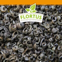 Ringelblumen Mischung | Blumenwiese Von FLORTUS -Compo Verkäufe 554533 Ringelblumen Mischung 1 kg 530747 Ringelblumen Mischung 1 kg 2000 0209 6