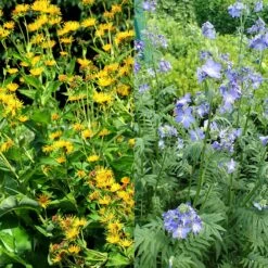 Stauden Bienenweide | BIO Bienenwiese Von Biobalu -Compo Verkäufe 554548 BIO Stauden Bienenweide BB1023 2