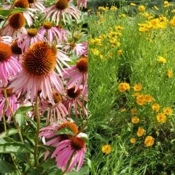 Stauden Bienenweide | BIO Bienenwiese Von Biobalu -Compo Verkäufe 554548 BIO Stauden Bienenweide BB1023 3