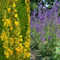 Stauden Bienenweide | BIO Bienenwiese Von Biobalu -Compo Verkäufe 554548 BIO Stauden Bienenweide BB1023 6