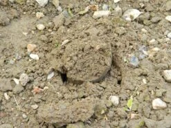 88 X 30,5 X 7,5 Cm Langstieliger Blumenzwiebel Pflanzer | Gartenzubehör Von Garland -Compo Verkäufe 558876 88 x 30 5 x 7 5 cm Langstieliger Blumenzwiebel Pflanzer W0475 gl 9