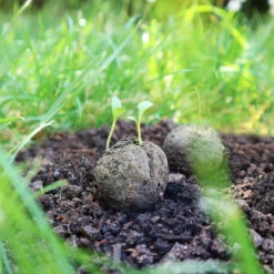 Samenbomben Urlaub Auf Balkonien (6 Stück) | Blumensamenmischung Von FLORTUS -Compo Verkäufe 562167 Samenbomben Urlaub auf Balkonien 6 Stueck 2000 1058 6