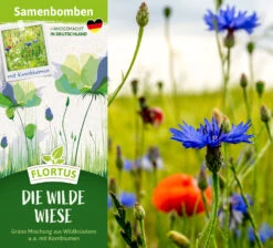 Samenbomben Die Wilde Wiese (6 Stück) | Wildblumenwiese Von FLORTUS -Compo Verkäufe 562168 Samenbomben Die wilde Wiese 6 Stueck 2000 1059 2