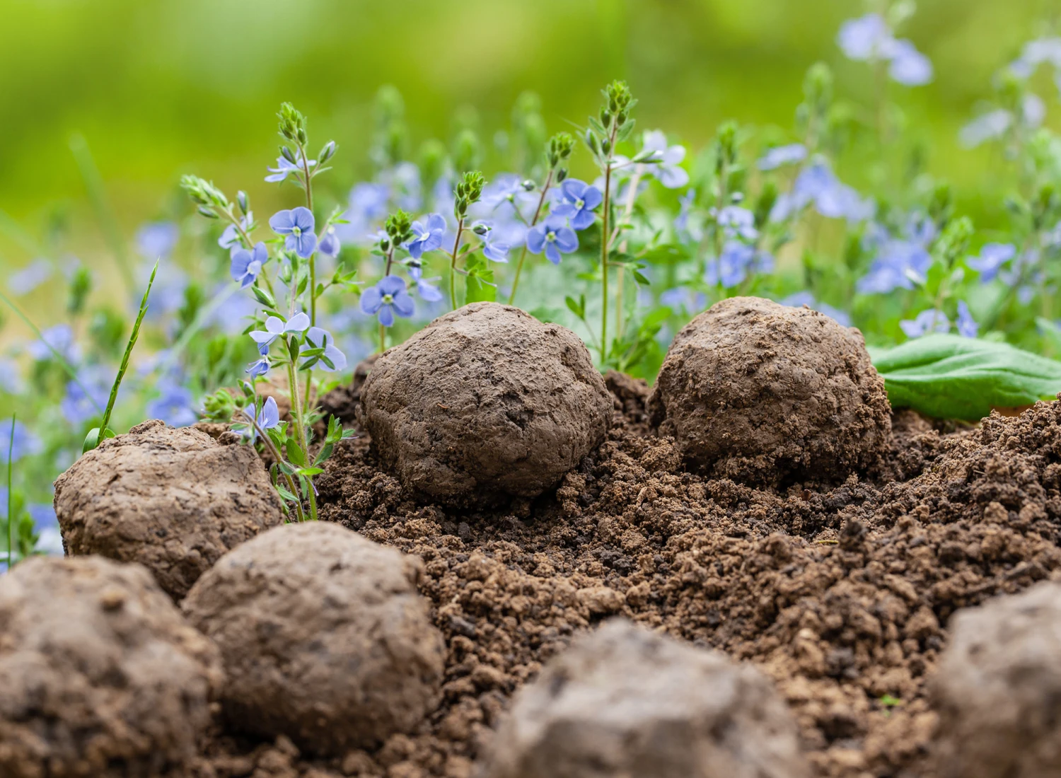 Samenbomben Set (8 Päckchen) | Blumensamenmischung Von FLORTUS 9 Samenbomben Set (8 Päckchen) | Blumensamenmischung Von FLORTUS – Bild 7