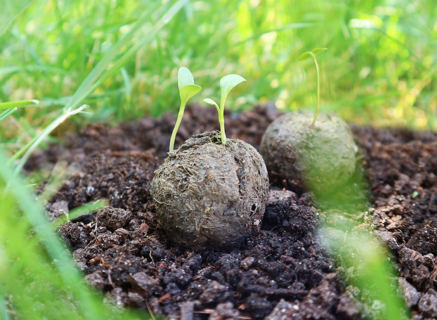 Samenbomben Set (8 Päckchen) | Blumensamenmischung Von FLORTUS 3 Samenbomben Set (8 Päckchen) | Blumensamenmischung Von FLORTUS